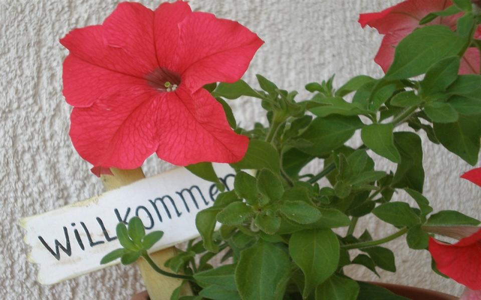 Apartments Hajl Krk Town Εξωτερικό φωτογραφία